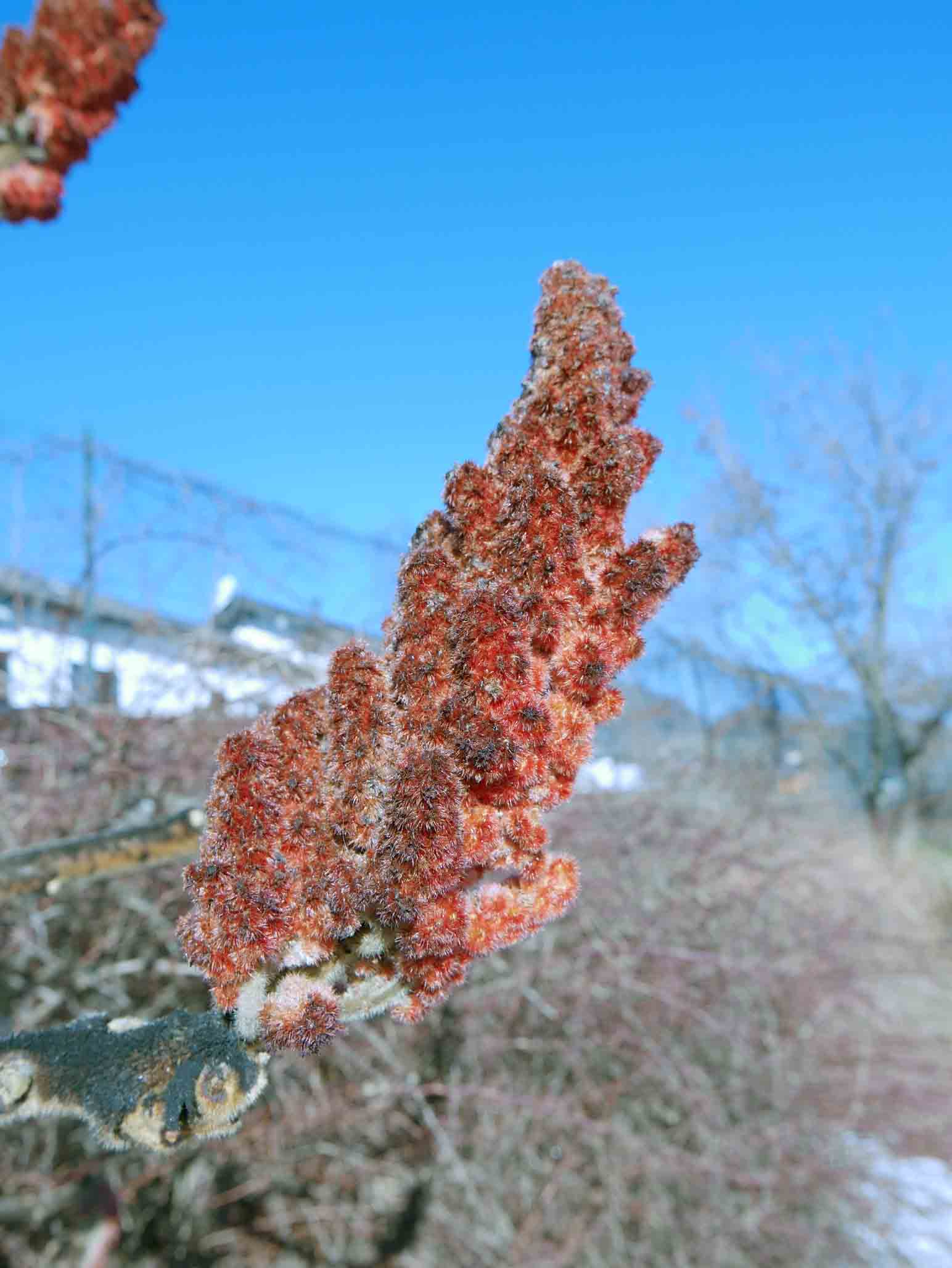 Pianta da id - Rhus sp.